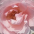 Różowy  - Róża wielkokwiatowa - Hybrid Tea - Delset
